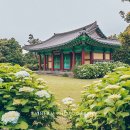 성산읍 고성리 352-4 | 6월 제주도 서귀포 가볼만한곳: 제주 혼인지 수국 섭지코지 금계국 개화 상황 후기