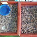 호남청과 이미지