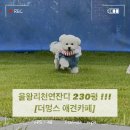 러브멍스폼 | 을왕리더멍스 영종도애견카페 을왕리애견카페 을왕리잔디애견카페 (최애애견카페)