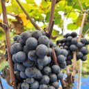 요한농원 이미지