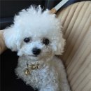 번영로어린이집 | 광안리 애견미용 쁘띠몽 펫샵에서 진행한 미니비숑 얼굴컷 위생미용 후기