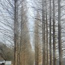 삼백로 | 2026 안성삼죽카페 풍사니랑 방문후기(고양이와 강아지 있음)