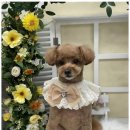 우리동네 펫샵 이미지