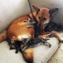 야옹이와 멍멍이 이미지