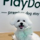 도그비숑 이미지