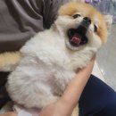 미용할개 | 인천 부평구 부평동🐶 부평 애견미용 추천👍포메 동글동글 미용후기👉