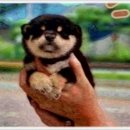 부산강아지분양 알프펫 이미지