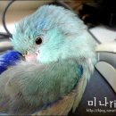 Honey Bunny 이미지