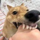 정화연 | 3월은 정신없이 기분 오락갈악