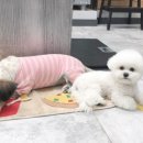 콩닥 동물병원 이미지