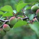 매실주 담그는 방법(매실청, 매실식초), 매실 고추장 장아찌 만드는법 이미지