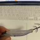 백경사 | 두족류용, 한치용 에기- 백경 스웨긴 이카플렉스 SG-504. 내돈내산 후기, 구매이유