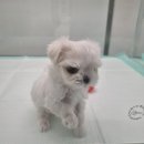 개린이집 강아지분양 고양이분양 전주본점 이미지