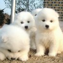 애견나라 이미지