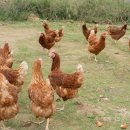 농업회사법인(주) 자연알로 이미지