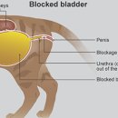 늘봄 동물병원 이미지