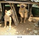 더웃개 이미지