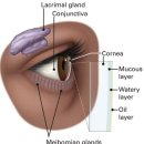 Re: 안구건조증증 - 눈물막(tear film)의 항상성, 기능부전 이미지