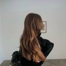 도그스타일 이미지