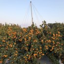 효우농장 이미지