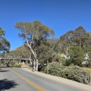 산 | 호주 코지어스코 산 하이킹 후기 (시드니 멜버른 로드트립 10일차)