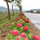 백일홍명품길 이미지