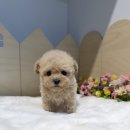 노이펫 강아지 고양이분양 춘천점 | 양구·인제강아지분양 알아본다면 브리더샵 ‘노이펫 강아지 고양이 춘천점’