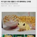 신기방기 이미지