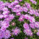 노을과포도향기 이미지