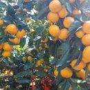 쭈니푸드 이미지