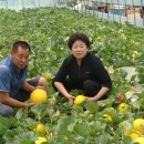 철수농장 이미지