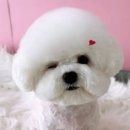 오늘도 댕댕이 | 오늘도댕댕이 송파에서 강아지 미용과 유치원까지! 세심한 케어로 스트레스 최소화