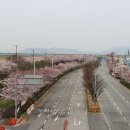 부산대저 생태공원 30리 아름다운 벚꽃길 이미지