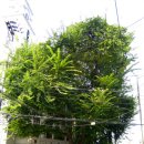 느티나무 이미지