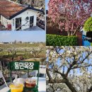 건지목장 | [천안/성환]탁트인 배밭과 넓은 정원이 있는 카페 동민목장 후기