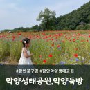 경남 함안 악양둑방 양귀비과 악양생태공원 금계국 개화상태, 아이와 함께 방문후기(20250531)