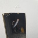 수원-0799 이미지