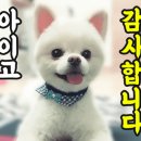 표나개 반려애견 미용실 이미지