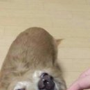 솜사탕 - 제주시 광양2길 2 | 솜사탕