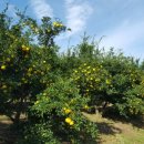 조흥농장 이미지