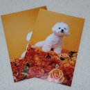 강아지 꼬순내 | 강아지 프로필 촬영 추천｜꼬순내헌터즈 정보, 가격, 후기