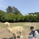 후니네작은카페 | [제주도 아이와 가볼만한곳] 도치돌 알파카목장 후기 🦙