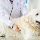 원주동물병원 이미지