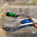 오리 날다 이미지