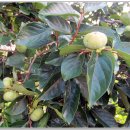 근화농장 이미지