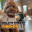 제주도가 | 제주도 서귀포 반려동물 동반 카페아르케 후기