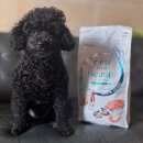 더 뷰티 독 | 강아지피부알레르기 고민? 고단백 저알러지 덴탈케어사료 옵티밀뷰티 후기