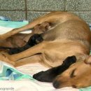 아빠 동물병원 이미지