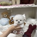 메종드퍼피 이미지