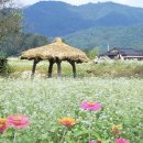 9/12 강원 봉평 보래봉(1,324m)산행ㅡ메밀꽃밭 경유 이미지